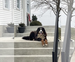 Father of the Bernese Mountain Dog puppies born on 05/08/2026