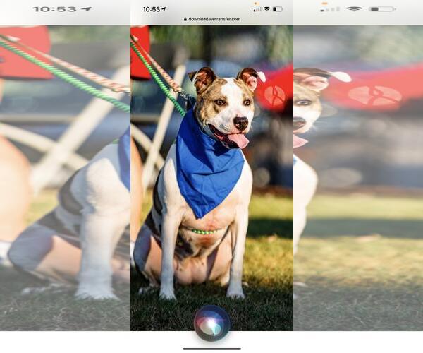 Medium Photo #14 American Staffordshire Terrier-Unknown Mix Puppy For Sale in Holly Springs, NC, USA
