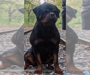 Father of the Rottweiler puppies born on 01/28/2025