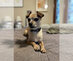 Small #1 Chihuahua