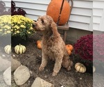 Small Photo #1 Goldendoodle Puppy For Sale in ARCOLA, IL, USA