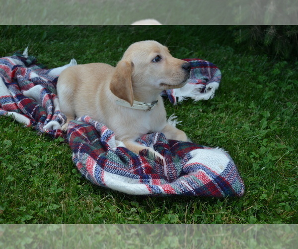 Medium Photo #4 Labrador Retriever Puppy For Sale in GREENWOOD, WI, USA