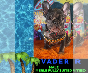 French Bulldog Puppy for sale in HEATHROW, FL, USA
