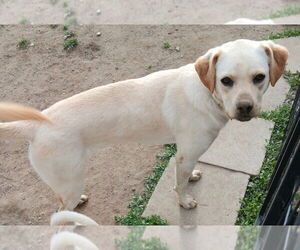 Labrador Retriever-Unknown Mix Dogs for adoption in San Bernardino, CA, USA