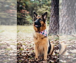 Small Photo #12 German Shepherd Dog Puppy For Sale in MONROE, NC, USA