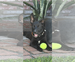 Small #4 Labrador Retriever Mix