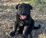Small #6 German Shepherd Dog