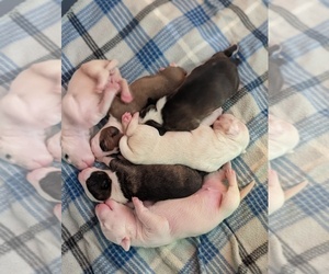 Bull Terrier Puppy for sale in TARPON SPGS, FL, USA