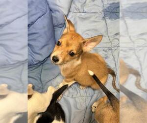 Siberian Husky-Unknown Mix Dogs for adoption in San Antonio, TX, USA
