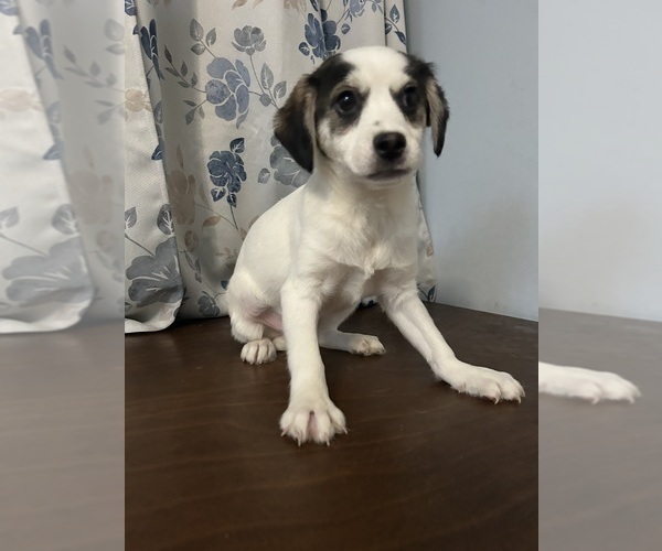 Medium Photo #8 Cockapoo (Miniature) Puppy For Sale in DURHAM, CT, USA