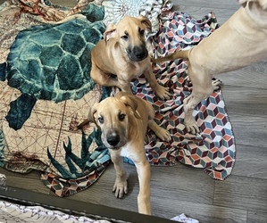 Great Dane Puppy for sale in MENIFEE, CA, USA