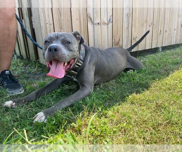 Medium Photo #2 Mutt Puppy For Sale in Abbeville, LA, USA