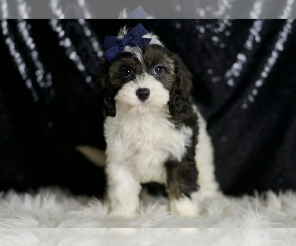Medium Photo #3 Cavapoo Puppy For Sale in WARSAW, IN, USA