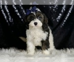 Small #2 Cavapoo