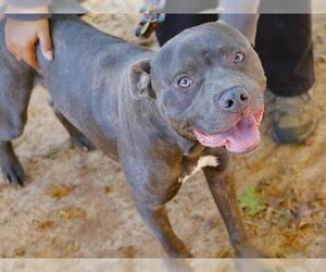 American Staffordshire Terrier Dogs for adoption in Tallahassee, FL, USA