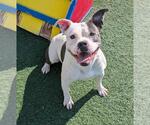 Small #4 Bulldog Mix