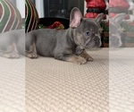 Small Photo #7 French Bulldog Puppy For Sale in HILTON, NY, USA