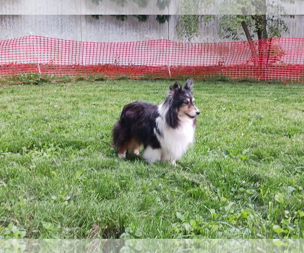 Medium Photo #2 Mutt Puppy For Sale in Columbus, OH, USA