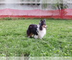 Small #1 Mutt