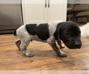 German Shorthaired Pointer Puppy for sale in NEW FRANKEN, WI, USA