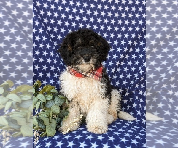 Medium Photo #1 Bernedoodle (Miniature) Puppy For Sale in OXFORD, PA, USA