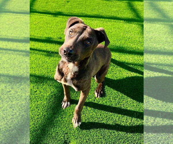 Medium Photo #6 American Staffordshire Terrier-Unknown Mix Puppy For Sale in Holly Springs, NC, USA