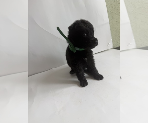 Medium Photo #9 German Shepherd Dog Puppy For Sale in ONTARIO, CA, USA