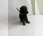 Small #8 German Shepherd Dog