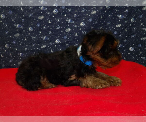 Medium Photo #11 Yorkshire Terrier Puppy For Sale in PATERSON, NJ, USA