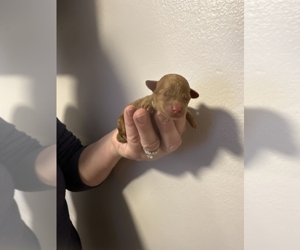 Medium Photo #1 Poodle (Toy) Puppy For Sale in ALEXANDRIA, VA, USA