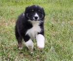 Small Photo #11 Australian Shepherd Puppy For Sale in MARIANNA, FL, USA