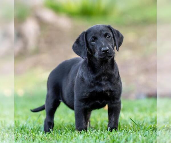 Medium Photo #4 Labrador Retriever-Unknown Mix Puppy For Sale in San Diego, CA, USA