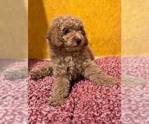 Poodle (Toy) Puppy for sale in MEDINAH, IL, USA