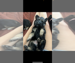 Small #1 German Shepherd Dog