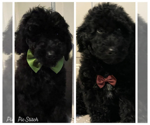 Goldendoodle (Miniature) Puppy for sale in MCCUTCHENVILLE, OH, USA