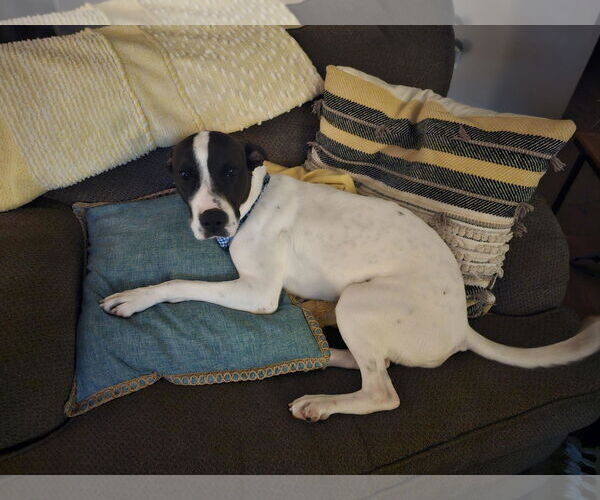 Medium Photo #8 Pointer-Unknown Mix Puppy For Sale in Chandler, AZ, USA