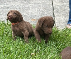 Chesapeake Bay Retriever Puppy for sale in COOKEVILLE, TN, USA