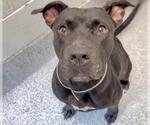 Small #1 Staffordshire Bull Terrier Mix