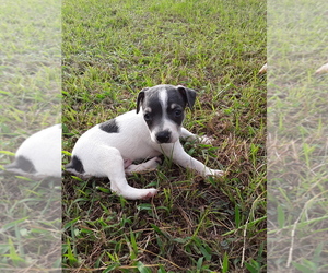 Rat Terrier Puppy for sale in TIMPSON, TX, USA