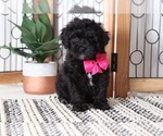 Small Photo #1 Bernedoodle Puppy For Sale in NAPLES, FL, USA