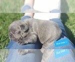 Small Photo #6 French Bulldog Puppy For Sale in FARMINGTON, MO, USA