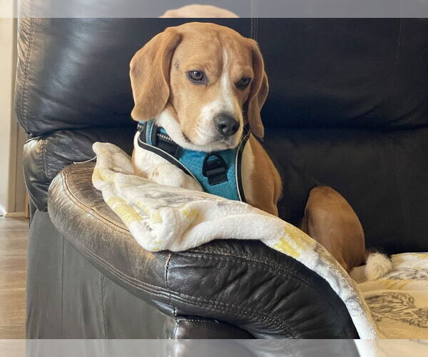 Medium Photo #3 Beagle Puppy For Sale in Mooresville, NC, USA