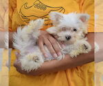 Small #4 Maltese
