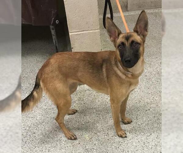 Medium Photo #1 Mutt Puppy For Sale in Conroe, TX, USA