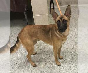 Mutt Dogs for adoption in Conroe, TX, USA