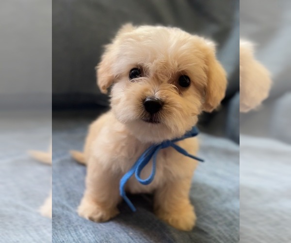 Medium Photo #6 Pyredoodle (Toy) Puppy For Sale in BYRON, CA, USA