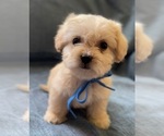 Small #5 Pyredoodle (Toy)