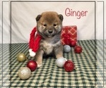 Small Photo #4 Shiba Inu Puppy For Sale in FULTON, MO, USA