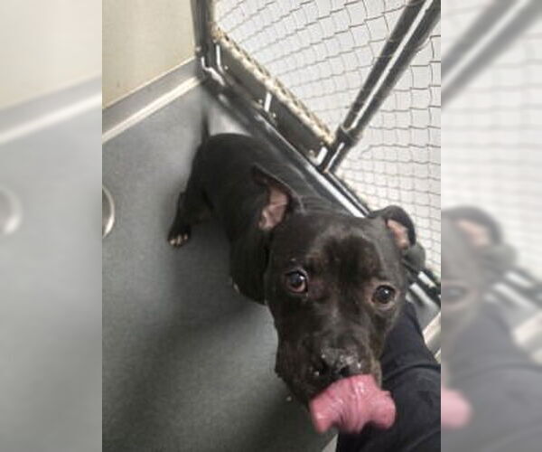 Medium Photo #3 Mutt Puppy For Sale in Glen Allen, VA, USA