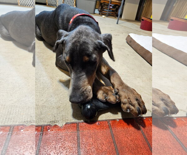 Medium Photo #7 Doberman Pinscher Puppy For Sale in Minneaoplis, MN, USA